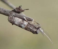 Tanaoctena pygmaeodes