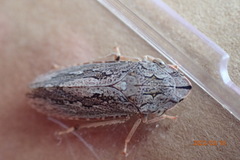 Stenocotis depressa