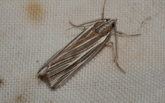 Rhynchopsota delogramma