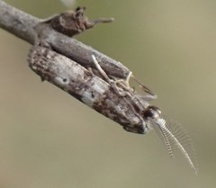 Tanaoctena pygmaeodes