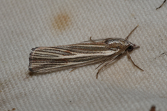 Rhynchopsota delogramma