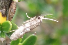 Tanaoctena pygmaeodes