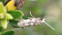 Tanaoctena pygmaeodes