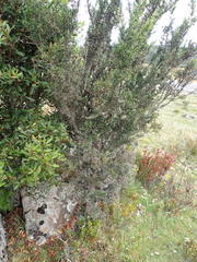 Tanaoctena pygmaeodes