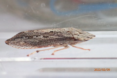 Stenocotis depressa