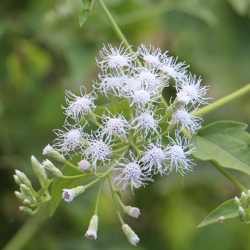 Chromolaena odorata observed 2016-06-15