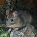 Woodrats - Photo (c) sohzendeh, some rights reserved (CC BY-NC-SA), uploaded by sohzendeh