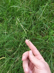 Cymbopogon refractus