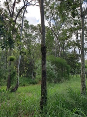 Corymbia tessellaris