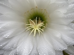 Trichocereus spachianus