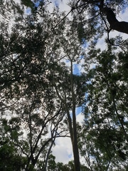 Corymbia tessellaris