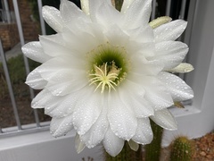 Trichocereus spachianus