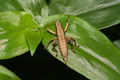 Requena baraya