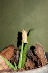 Polypedates cruciger