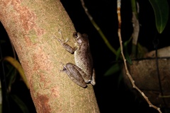 Polypedates cruciger