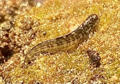 Istiblennius zebra