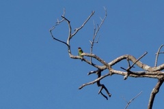 Psilopogon rubricapillus