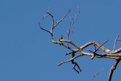 Psilopogon rubricapillus