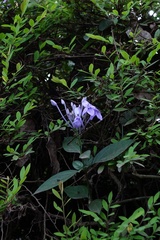 Pseuderanthemum graciliflorum