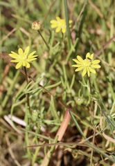 Blennosperma bakeri