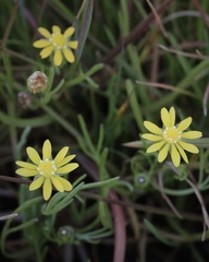 Blennosperma bakeri