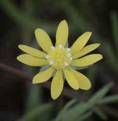 Blennosperma bakeri