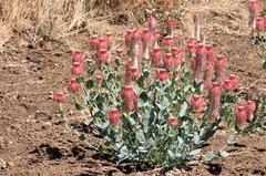 Pimelea decora