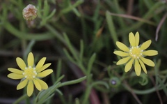 Blennosperma bakeri