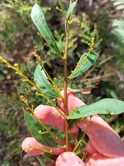 Acacia myrtifolia