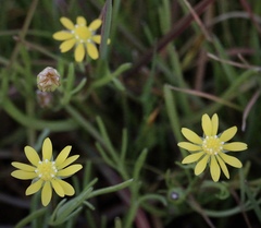 Blennosperma bakeri