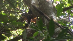 Ratufa bicolor