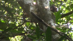 Ratufa bicolor