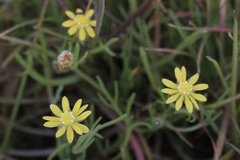 Blennosperma bakeri