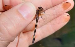 Macrothemis inequiunguis