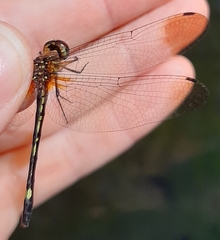 Macrothemis inequiunguis