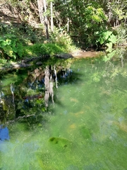 Macrothemis inequiunguis