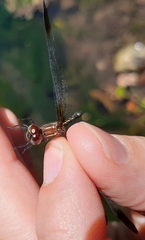 Macrothemis inequiunguis