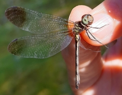 Macrothemis inequiunguis