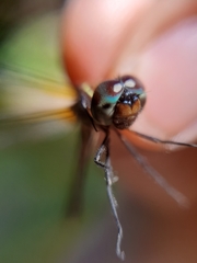 Macrothemis inequiunguis