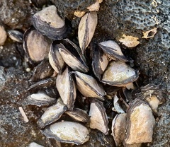 Isognomon californicus