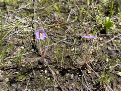 Byblis liniflora