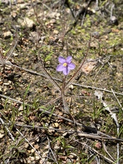 Byblis liniflora