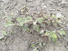 Pachystegia insignis