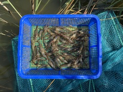 Macrobrachium nipponense