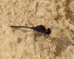 Selysiothemis nigra