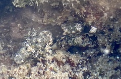 Bathygobius coalitus