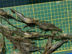 Macrobrachium nipponense