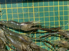 Macrobrachium nipponense