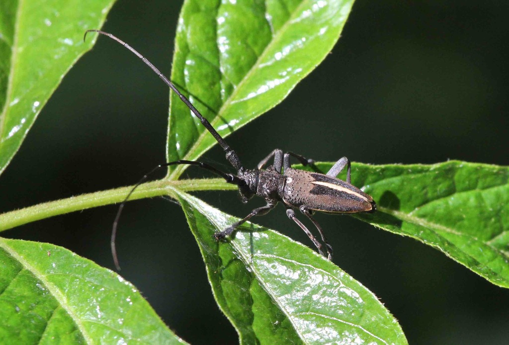 Strandiata monikae