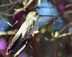 Phaeoptila sordida